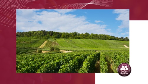 Ilustração blog https://www.homolog.abs-brasil.com/noticia/abs-estaduais/vinicolas-de-sao-paulo-historia-e-enoturismo